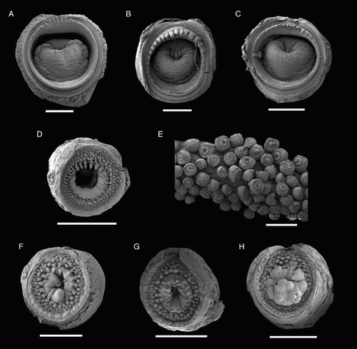 Figure 24 Tentacle suckers of Idioteuthis cordiformis, NMNZ M.171893, ♀, ML 299 mm. A, Proximal sucker, c. 10% CL; B, large proximal sucker, c. 20% CL; C, mid-club sucker, c. 50% CL; D, distal sucker, c. 90% CL; E, tentacle tip suckers; F–H, minute tentacle tip suckers with ‘cushions’. Scale bars = A, B, E, 1 mm; C, D, 500 µm; G, 300 µm; F, H, 200 µm.