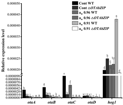 Figure 6. OTA biosynthesis gene (otaA, otaB, otaC, and otaD) and hog1 gene expression of the wild type (WT) and ∆OTAbZIP mutant Aspergillus westerdijkiae fc-1 strains under different aw treatment. Cont: Control group, 0 mL/L glycerine; aw 0.96: 100 mL/L glycerine; aw 0.91: 250 mL/L glycerine. Different lowercase letters represent significant differences, p < 0.05.
