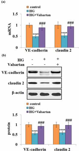 Figure 6. Valsartan restored VE-cadherin and claudin 2 expressions in HG-challenged HBMVECs. (a). VE-cadherin and claudin 2 mRNA expression; (b). VE-cadherin and claudin 2 protein expression as measured by western blot.(****, P < 0.001 vs. control, ###, P < 0.005 vs. OGD/R, N = 5–6)