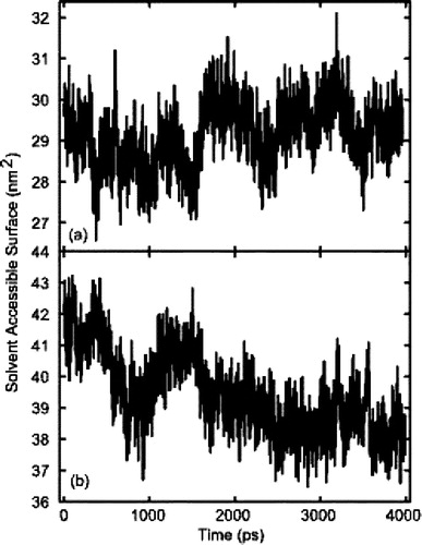 Figure 5.  Solvent Accessible Surface (SAS) of models A and C. (a) model A which, due to a partially helical structure, had a lower SAS than model C. However, as can be seen the fluctuations of SAS were lowest in model A. (b) the SAS of model C. Initially the SAS of model C was higher, primarily due to the peptide's helical conformation. As the simulation progressed, the SAS of model C was reduced, due to a decrease in helical content.