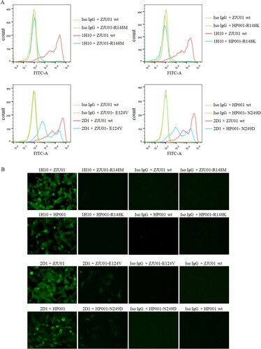 Figure 6. The binding of mAbs to mutants. (A) Binding of H7N9 HA mutants to mAbs were measured by flow assay. 1H10, 2D1 or control IgG antibody were tested at 5 µg/ml. (B) Immunofluorescence assay was performed to compare the binding of mAb to corresponding mutants. MDCK was infected (MOI 0.01) with wild type (WT) H7N9 or the mutants. Binding by mAbs was detected by Alexa Fluor 488 (green) conjugated secondary antibodies.