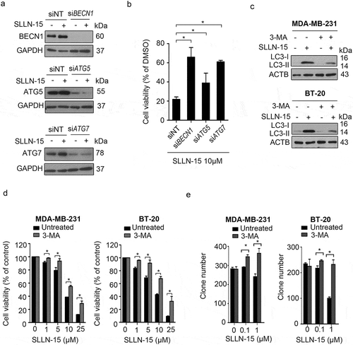 Figure 5. Inhibition of autophagy repressed the antiproliferative effect of SLLN-15 in breast cancer cells. (a and b) BT-20 cells were transfected with siRNA against control, BECN1, ATG5 or ATG7 (50 nM) for 48 h, and then cells were treated with either DMSO or 10 μM of SLLN-15 for another 24 h. (a) Cells were lysed and immunoblotted with antibodies against BECN1, ATG5, ATG7 and anti-GAPDH as an internal control; (b) the numbers of cells were counted by hemocytometer. The cell viability are presented as % of DMSO treated cells (mean± SEM, * p < 0.05, n = 3) (Cc MDA-MB-231 and BT-20 cells were treated with either DMSO or the indicated concentrations of SLLN-15 alone or in combination with 2 mM 3-methyladenine (3-MA) for 24 h, lysed and immunoblotted with antibodies against LC3B and ACTB/β-actin (internal control). (d) The short-term cell viability of MDA-MB-231 and BT-20 cells treated with the indicated concentration of SLLN-15 or DMSO alone or in combination with 2 mM 3-MA for 24 h was evaluated by the MTT assay. Data are presented as mean ± SEM, n = 3. (e) The long-term cell viability of MDA-MB-231 and BT-20 cells treated with the indicated concentration of SLLN-15 or DMSO alone or in combination with 3-MA for 7 days was measured via clonogenic forming assay. The number of the colony formation in each group is quantified as mean± SEM (*, p < 0.05, n = 3).