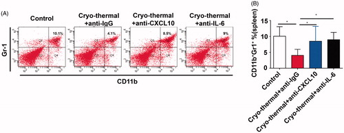 Figure 5. CXCL10 and IL-6 induced by cryo-thermal therapy inhibited MDSCs accumulation in spleen. (A and B) On day 14 after the treatment, the splenocytes were harvested from the mice in cryo-thermal + anti-IgG, cryo-thermal + anti-CXCL10, cryo-thermal + anti-IL-6 and the control groups, then the percentage of MDSCs was analyzed by flow cytometry. All data were shown as mean ± SD. *p < .05. Data for bar graphs were calculated using one-way ANOVA.