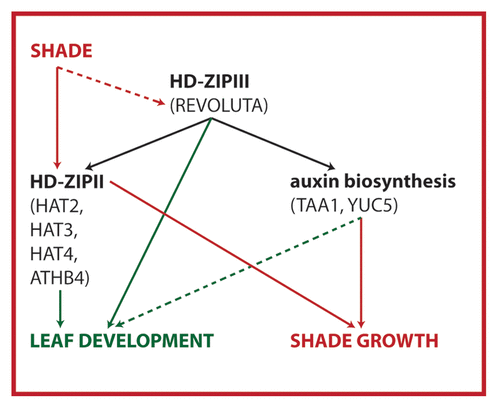 Figure 1. Model showing the role of REV targets in shade avoidance and leaf development. Using a ChIP-Seq approach we have previously shown that REV acts upstream of both HD-ZIPII and auxin biosynthesis. Thereby REV influences shade-induced growth responses. Here we show that HD-ZIPII transcription factors also have a prominent role in regulating leaf development. It is unknown whether and how HD-ZIPIIIs are activated by shade and whether TAA1/YUC5 play a role in leaf development.