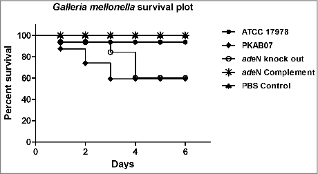 Figure 10. Survival Plot of Galleria mellonella larvae infected with the adeN knockout, wild type and complemented strains. PKAB07 and ΔadeN strains were found to be hyper- virulent and killed relatively higher number of larvae when compared with controls, ATCC 17978 and PBS. The virulence was compromised when G. mellonella infected with the complemented strain of ΔadeN with pWH1266::adeN plasmid.