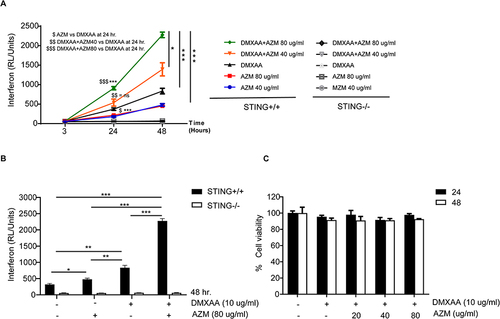 Figure 2 The effects of AZM on IFN-I secretion. (A) Secreted luciferase of STING+/+ and STING-/- RAW-Lucia ISG cells in the culture medium after activation by AZM with or without DMXAA were investigated with luciferase detection reagent (N=4). (B) IFN-I production at 48 hr (N=3). (C) Cell viability of AZM-treated cells with or without DMXAA stimulation for 24 and 48 hr (N=3). Data are shown as mean ±SEM; *p < 0.05, *p < 0.01, and ***p < 0.001. The dollar sign ($) represents the comparison between groups.