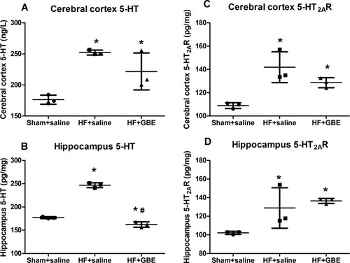 Figure 2 The concentration of 5-HT and 5-HT2AR in cerebral cortex and hippocampus. (A) The level of 5-HT in cerebral cortex. (B) The level of 5-HT in hippocampus. (C) The level of 5-HT2AR in cerebral cortex. (D) The level of 5-HT2AR in hippocampus. All the proteins were detected by ELISA. *P<0.05 comparing with sham+saline group. #P<0.05 comparing with HF+GBE group.