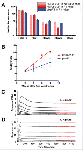 Figure 5. Subtypes, avidity and affinity of anti-HER2 IgG Abs elicited by vaccination with HER2-VLP. (A) IgG subtypes elicited by the indicated vaccinations, determined by flow cytometry of SK-OV-3 cells after indirect immunofluorescence with subtype-specific secondary Abs. Each bar represents the mean and SEM of 2–5 individual sera of different mice obtained two weeks after the third vaccination. (B) Avidity index, as determined by avidity ELISA, of Abs elicited by the indicated vaccinations. Each point represents the mean±SEM of 3–5 sera. The slopes of linear regression lines are significantly different (p < 0.02). (C, D) The Attana Quartz Crystal Microbalance biosensor was used to measure dissociation rates for the kinetic binding between recombinant HER2 ECD and purified total IgG from VLP-HER2 immunized mice (C) or Trastuzumab mAb (D). Different dilutions of anti-HER2 IgG were flushed over a surface of recombinant HER2 ECD immobilized at 50 µg/mL. Binding is shown as change in frequency over time (ΔHz). The black curve represents the real-time trace, while the red curve shows the fit of the dissociation rate measured for 500 seconds (1000–1500 seconds after injection). Dissociation rate constants (Kd) were obtained by applying a dissociation rate model using the TraceDrawer software.