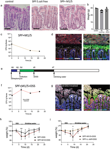 Figure 1. Colibactin exacerbates DSS-induced colitis.