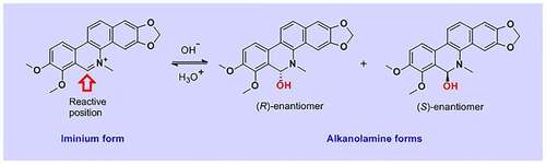 Figure 3. Chemical structure of chelerythrine and its equilibrium forms iminium and alkanolamine under near-neutral pH