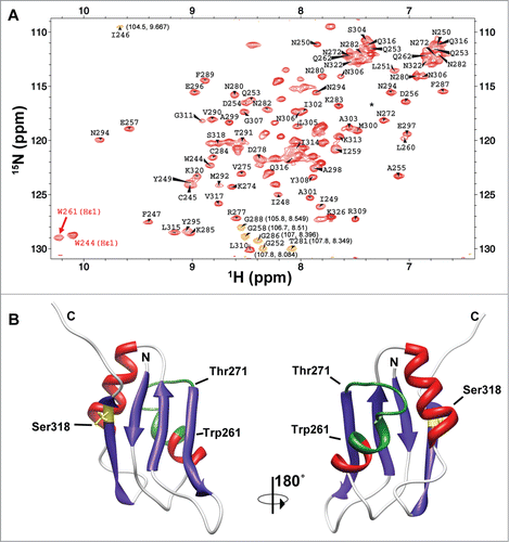 Figure 2. The RRM3 of HuR. (A)1H-15N-HSQC spectrum of HuR RRM3. Labels stand for the amino acids of RRM3 following the numbers of HuR FL protein. The signals in orange are folded in the15N dimension and the correct chemical shifts are indicated in brackets. The asterisk stands for residue T293. Most of the unlabeled signals correspond to residues N-terminal to the HuR RRM3 sequence coming from the cloning strategy. (B) Structural model of HuR RRM3 domain built using chemical shifts of backbone atoms as restraints in the CS23D server. The α-helices are depicted in red and β-strands in blue. The side-chain of S318, which becomes phosphorylated, is highlighted in yellow. Residues between W261 and T271, which are not observed in the NMR spectra, are colored in green. The structure views are rotated 180° around the vertical axis.