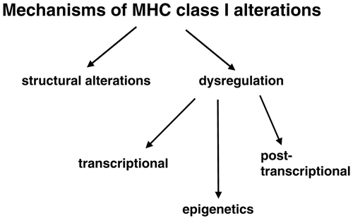 Figure 6.  Important molecular mechanisms responsible for MHC Class I abnormalities.