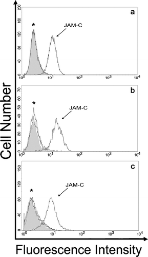 Figure 1 Analysis of JAM family expression on human fibroblasts. Primary cultures of human dermal (A), lung (B), and corneal (C) fibroblasts were suspended and incubated with rabbit anti-JAM polyclonal antibodies and preimmune serum. Cells were washed and binding of rabbit antibodies was detected by incubation with Alexa-488 conjugated goat anti-rabbit secondary antibodies followed by analysis using flow cytometry. Preimmune serum, filled histogram: *, overlay of histogram traces for JAM-A and JAM-B; JAM-C histogram shifted to the right in each panel shows expression beyond background. Traces are representative of one experiment for corneal fibroblasts and three experiments for dermal and lung fibroblasts.
