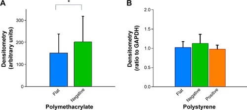 Figure 10 Effects of Bioimprint on expression of actin.Notes: Densitometry results of actin bands formed after Western blotting of lysates of cells cultured on (A) flat and negative-imprinted pMA substrates and (B) flat, negative-, and positive-imprinted pST substrates. Data are presented as mean ± SEM from at least five tests (*P<0.05; paired t-test).Abbreviations: GAPDH, glyceraldehyde 3-phosphate dehydrogenase; pMA, polymethacrylate; pST, polystyrene; SEM, standard error of the mean.