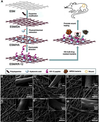 Figure 1 (A) Schematic of the preparation and biological effects of ESM/KR-12 membrane. SEM images of (B) ESM, (C) ESM/DA, (D) ESM/HA, (E) ESM/KR300, (F) ESM/KR600 and (G) ESM/KR900 membranes.Abbreviations: ESM, eggshell membrane; HA, hyaluronic acid.
