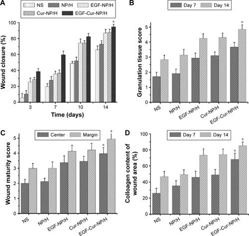 Figure 6 In vivo wound healing effects of EGF-Cur-NP/H.Notes: (A) Wound closure rate of all the groups at day 3, 7, 10, and 14; (B) the granulation tissue formation score of all the groups at day 7 and 14; (C) the wound maturity score of all the groups at day 14; (D) semi-quantitative analysis of collagen deposition at day 7 and 14. Data were presented as mean ± SD, n=6, *P<0.05 was considered significant.Abbreviations: EGF, epidermal growth factor; NP, nanoparticle; H, hydrogel; Cur, curcumin; SD, standard deviation; NS, normal saline.