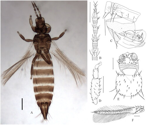 Figure 1. Dorsal view of O. phaseoli. (A) Body, female; (B) Antennal segments III–VIII; (C) Male tergite VIII–X with three endothecal spines at and near the apex of each canaliculus; (D) Fore tibiae and tarsal; (E) Head and pronotum; (F) Forewing. Scale bars = 100μm. Identified and photographed by Lihong Dang.