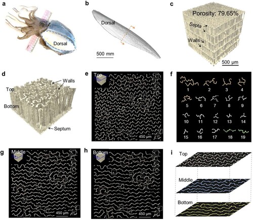 Figure 1. Microstructure of the cuttlebone. (a) Images of the cuttlefish and (b) the cuttlebone, (c) the micro-CT image of the cuttlebone’s multilayer structure, (d) a single chambered layer of cuttlebone; the labyrinthine patterns of the cross-sections at (e) the top, (g) the middle, and (h) the bottom position in the single layer structure, (f) walls with junctions extracted from (e) the top position; (i) the overlaying the cross-sectional profiles at the top, middle and bottom position of a chambered layer.