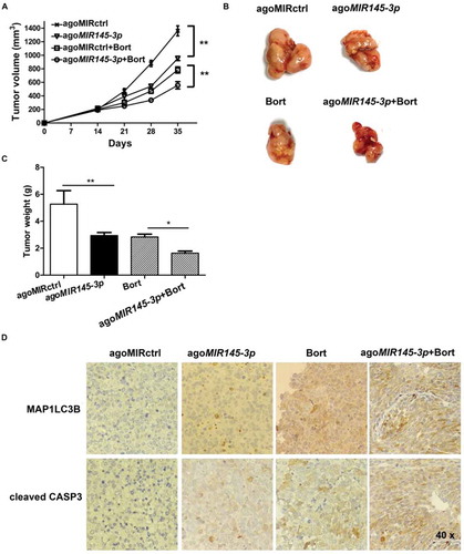 Figure 7. In vivo delivery of formulated agoMIR145-3ppotentiates the inhibitory effect of bortezomib on MM progression. For in vivo study, palpable subcutaneous tumors xenografts were randomized in 4 groups of treatment. Intratumoral treatment with agoMIR145-3p or agoMIR control (agoMIRctrl) was administered every three days, for a total of seven injections. Intraperitoneal treatment with bortezomib (Bort) was administered twice weekly, for a total of six injections. Combination treatment of agoMIR145-3p and Bort was given with the above described schedules. (A) Tumors were measured with an electronic caliper once a week (five mice for each group). Averaged tumor volume of each group mean ± SD shown (**P < 0.01). (B) The excised tumor from all the mice in each group. The mice were euthanized 35 days after inoculation. Tumors were removed and photographed. (C) Measurement of tumor weight was also made 35 days after inoculation. Data were presented as the mean ± SD from five mice of each group (*P < 0.05; **P < 0.01). (D) Immunohistochemical analysis of cleaved CASP3 and MAP1LC3B on tumor tissue sections from agoMIRctrl-, agoMIR145-3p-, Bort-, or combination-treated mice. Photographs were representative of 3 mice receiving each treatment. The magnifications are 40 × .