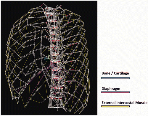Figure 3. Inspiration muscles were modeled with non-linear springs. The red and yellow segments in the figure indicate springs simulating muscle fibers of the diaphragm and external intercostal muscles, respectively. The bones – simulated with beams – are shown thinner than in actuality to enhance the spring elements.