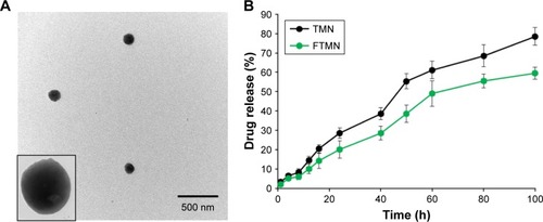 Figure 2 (A) TEM image of FTMN; (B) In vitro release profile of TPT from TMN and FTMN. The release study was performed in physiological media under 37°C.Abbreviations: TEM, transmission electron microscopy; TPT, topotecan; TMN, TPT-loaded mesoporous silica nanoparticles; FTMN, TPT-loaded mesoporous silica nanoparticles surface conjugated with folic acid.