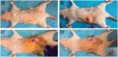 Figure 1. Ovariectomy (OVX). Chloral hydrate was used for rats to be administered general anesthesia; a line was marked as the surgical incision, about 1.5 cm long on the position of 1 cm below the costal margin and 1.5 cm beside the spine. (A) The skin around the surgical incision was shaved; (B) and (C) incised the skin, entered the peritoneal cavity, found the ovaries along with the adipose tissue exposed in the incision and removed the ovaries; (D) sutured the skin.