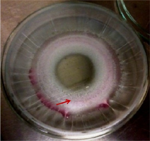 Figure 2 Sample of scaffold containing cells after production.Note: The arrow shows the more central localization of the electrospraying jet through the width of the scaffold.