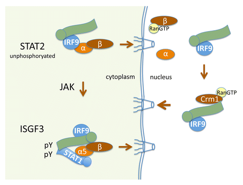 Figure 2. Nucleocytoplasmic transport of STAT2. Green image represents STAT2 with circle at N-terminus. U-STAT2 is bound to the IRF9 transcription factor and the complex is continually imported to the nucleus due to the constitutive NLS of IRF9 that is recognized by importin-α:importin-β1 (top left). In the nucleus, the Crm1-mediated NES in the carboxyl terminus of STAT2 effects dominant nuclear export of the complex (right). Following tyrosine phosphorylation by Janus kinases (JAK) in the cytoplasm, STAT2 dimerizes with tyrosine phosphorylated STAT1 to form the trimeric interferon stimulated gene factor 3 (ISGF3) that is imported to the nucleus and binds DNA (bottom left).