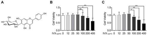 Figure 2 Evaluation of IVX-induced cellular toxicity and protection in IL-1β-exposed chondrocytic cells. (A) Chemical composition of IVX. (B, C) Assessment of IVX chondrocytic cells cytotoxicity, using differing concentrations of IVX for 24 hr and 48 hr. Data = average ± SD of 3 separate examinations. *p < 0.05, **p < 0.01.