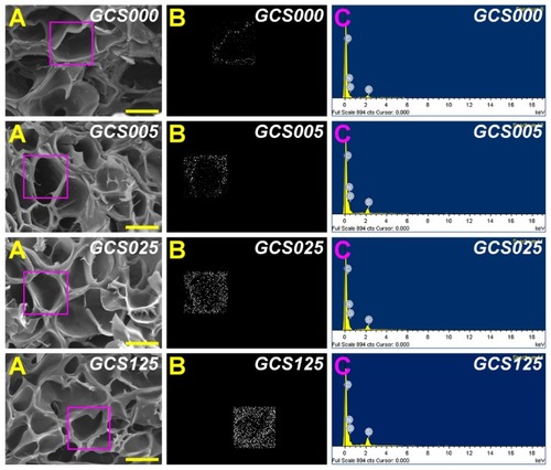 Figure 1 Scanning electron microscopy/energy dispersive X-ray spectroscopy (EDS) mapping of various porous gelatin scaffolds modified with chondroitin-4-sulfate (GCS000, GCS005, GCS025, and GCS125): (A) scanning electron microscopy images, (B) EDS mapping of sulfur, and (C) EDS spectrogram.Notes: Scale bars are 50 μm; scaffold groups labeled according to chondroitin-4-sulfate concentration used (0%, 0.05%, 0.25%, or 1.25% (w/v)): GCS000, GCS005, GCS025, and GCS125.