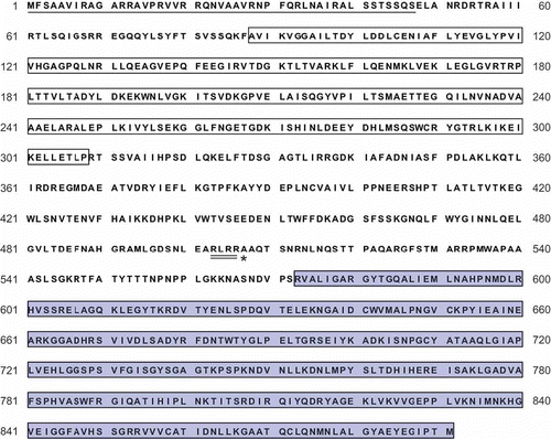 Supplementary figure S1. Amino acid sequence of putative Arg6 precursor protein. The open reading frame was predicted by FGENESH and Conrad prediction programs. Single underlining indicates a putative mitochondrial target signal. White and blue boxes indicate the ArgB and ArgC domains, corresponding to the N-acetylglutamate kinase (NAGK) and N-acetylglutamyl phosphate reductase (NAGPR), respectively. Putative propeptide cleavage site and the consensus sequence “R-X-[R/K]-R” were predicted between NAGK and NAGPR, as shown by asterisk and double underline.