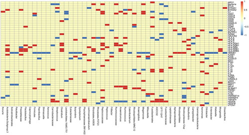 Figure 3. Top 50 abundances of microbiotas for Immune genes. Analysis for the relationship between microbiota and immune genes. The abscissa represents top 50 abundances of microbiotas and the ordinate represents immune genes. If the difference between microbiota and immune genes is positive, it will be red, otherwise it will be blue. If no difference exists, it is yellow.