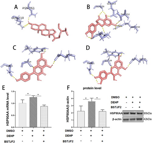 Figure 4. Molecular models of compounds binding to HSP90AA and validation of HSP90AA as the target gene of BSTJF2. Molecules (A) beta-sitosterol, (B) eriodictyol, (C) kaempferol, and (D) taxifolin interact with different amino acid residues of protein HSP90AA, and these interactions are represented by a pink stick model. Blue lines represent residues in the binding sites. The yellow dashed lines represent hydrogen bonds. The abbreviation of amino acids and their positions on HSP90AA are indicated on the residuals. HSP90AA is the key target that BSTJF2 takes function on the KGN cell. (E) HSP90AA mRNA level. (F) HSP90AA protein level. *p < 0.05. n = 3.
