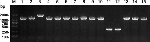 Figure 2 PCR results of cfiA and IS element of 15 carbapenem resistant B. fragilis isolates.Notes: 1, BF-09; 2, BF-15; 3, BF-18; 4, BF-20; 5, BF-31; 6, BF-36; 7, BF-37; 8, BF-41; 9, BF-43; 10, BF-49; 11, BF-58; 12, BF-60; 13, BF-67; 14, BF-69; 15, BF-76