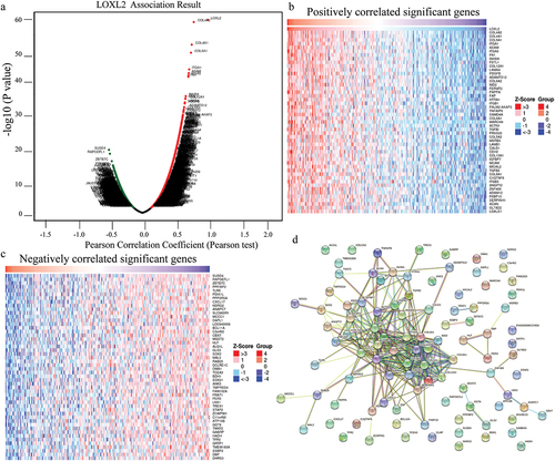 Figure 2. Identification of genes correlated with LOXL2 and their enrichment analysis in cervical cancer. (a) 10,475 and 9,429 identified genes were positively and negatively correlated with LOXL2 in cervical cancer using the LinkedOmics. (b) The top 50 positively correlated significant genes. (c) The top 50 negatively correlated significant genes. (d) The protein–protein interaction network of these top 100 correlated significant genes constructed by the STRING.