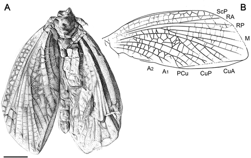 Figure 2. Sosnowiecia dareki gen. et sp. nov., holotype MP ISEA I−F/MP/1488/22-08 (Natural History Museum of the Institute of Systematics and Evolution of Animals PAS, Cracow coll.), Langsettian (Westphalian A): Pensylvannian, Sosnowiec-Klimontów, originally Porąbka-Klimontów Mine, Poland. (A) line drawing of habitus, (B) line drawing of forewing venation. Both line drawings were done by Zuzana Čadová. Scale bars = 5 mm.