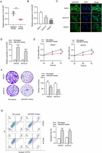 Figure 1. MiR-4537 regulates the proliferation and apoptosis of GC cells