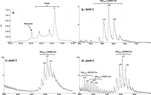 Figure 5. IEX-UV profile of the isolated HMW fraction (a). Native mass spectra of peaks 1 (b), 3 (c) and 4 (d). Conditions: MAbPac SCX-10 column, mobile phases were 50 mM ammonium formate, at pH 3.9 (Buffer A) and 500 mM ammonium acetate at pH 7.4 (Buffer B). Gradient elution at a flow rate of 0.4 mL/min: 15% of B for 5 min, 15% to 31% in 40 min, 31% to 85% of B in 30 min. UV detection was set at 280 nm.