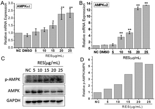 Figure 5. Resveratrol activates AMPK pathway. (A) and (B) were mRNA expressions of AMPKα1 and AMPKα1 through qRT-PCR detection after BMSCs were treated with different concentrations of resveratrol. GAPDH was served as the internal reference. (C) Western blot analysis of p-AMPK and AMPK protein expression. (D) The quantitative analysis of western blot results.