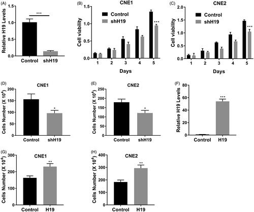 Figure 2. LncRNA H19 promotes nasopharyngeal carcinoma cells proliferation. (A) The mRNA expression of H19 in CNE1 cells transfected with H19 shRNA was determined by qPCR. (B) Cell viability of CNE1 cells transfected with H19 shRNA or vector was determined by MTT assay. (C) Cell viability of CNE2 cells transfected with H19 shRNA or vector was determined by MTT assay. (D) Cell viability of CNE1 cells transfected with H19 shRNA or vector was determined by cell counts assay. (E) Cell viability of CNE2 cells transfected with H19 shRNA or vector was determined by cell counts assay. (F) The mRNA expression of H19 in CNE1 cells transfected with H19 expression plasmid was determined by qPCR. (G) Cell viability of CNE1 cells transfected with H19 expression plasmid or vector was determined by cell counts assay. (H) Cell viability of CNE2 cells transfected with H19 expression plasmid or vector was determined by cell counts assay. Data are mean + SD. *p < .05, **p < .01 and ***p < .001.