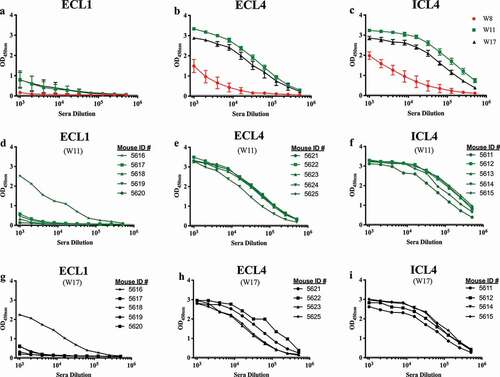 Figure 2. Mouse serum IgG ELISA titers at 2 weeks after each SERINC5 peptide boost. Serum IgG binding titers to the respective immunizing SERINC5 peptides were evaluated for each animal two weeks after the 3rd (W8, red lines), 4th (W11, green lines), and 5th (W17, black lines) immunizations. The group means after each peptide immunization (with a standard error of the mean) are shown (a–c). Responses of individual mice for each group are shown for W11 (d–f) and W17 (g–i).