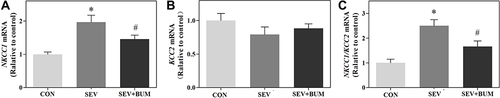 Figure 3 Repeated sevoflurane exposures in neonatal rats at P6, P7, P8 increases the NKCC1/KCC2 mRNA ratio in the hypothalamus of rat pups, which was alleviated by pretreated with the NKCC1 inhibitor bumetanide. (A) Repeated sevoflurane exposures in neonatal rats at P6, P7, P8 increased the expression of NKCC1 mRNA in the hypothalamus. (B) Repeated sevoflurane exposures in neonatal rats at P6, P7, P8 had no significant effects on expression of KCC2 mRNA in the hypothalamus. (C) Repeated sevoflurane exposures in neonatal rats at P6, P7, P8 increases the NKCC1/KCC2 mRNA ratio in the hypothalamus of rat pups. (mean ± SEM; n = 6 rats/group; *p < 0.05 vs CON group; #p < 0.05 vs SEV group, one-way ANOVA).