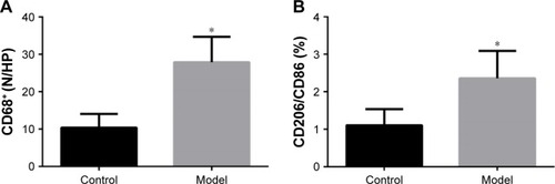 Figure 3 Comparison of changes in macrophages between the control group and model group.Notes: (A) Number of macrophages per high-power field (400× magnification). (B) Ratio of M2/M1 macrophage. Statistical method: Student’s unpaired t-test. Error bars: mean ± SEM. n=8. *Compared to the control group, p<0.05.Abbreviation: SEM, standard error of the mean.