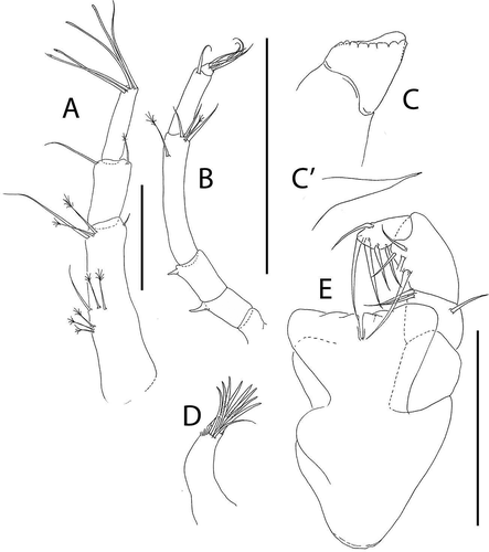 Figure 47. Pseudotanais scotti sp. nov., (a), antennule; (b), antenna; (c), left mandible, distal; (c’), mandible molar; (d), maxillule endite; (e), maxilliped. Scale lines = 0.1 mm