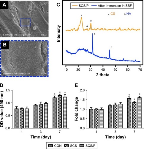 Figure 4 Bioactivity and biocompatibility of SCS/P composite scaffold.Notes: (A) SEM image of SCS/P scaffold after immersed in SBF after 7 days. The region of interest is selected by a blue dashed outline and magnified in (B). (C) XRD spectra of SCS/P scaffold immersed in SBF after 7 days (blue line) and untreated by SBF (yellow line). (D) Cell viability and (E) the fold change of BMSCs co-cultured with SCS and SCS/P composite scaffolds. Cells cultured without SCS or SCS/P composite scaffolds were used as control (CON). *P<0.05, compared with the corresponding data at day 1. Abbreviations: SCS/P, silk/calcium silicate/sodium alginate/PVA; SBF, simulated body fluid; CS, calcium silicate; HA, hydroxyapatite; CON, control; SCS, silk/calcium silicate/sodium alginate; SEM, scanning electron microscopy; BMSCs, bone marrow stem cells.