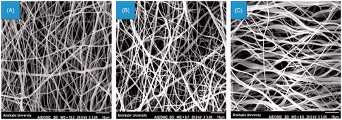 Figure 1. Surface morphology of the nanofibre scaffolds at 3000× magnification: (A) PLLA, (B) PLLA–plasma and (C) PLLA–P123.