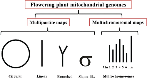 Figure 1. Multipartite and multichromosomal plant mitogenome maps.