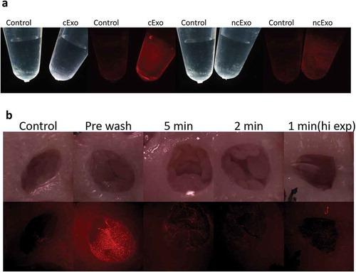 Figure 6. Fluorescence labelling and adhesion assay. (a) Exosomes from both groups could successfully be labelled with membrane-binding fluorescence dye. (b) Adhesion was tested in an ex vivo model using porcine oesophagus. The control tissue showed a weak auto fluorescence. Labelled exosomes were topically added and the tissue visualized under dissection microscope (“pre-wash”). The exosomes were allowed to adhere for 5, 2 or 1 min, after which the tissue was washed to remove unbound exosomes. The signal decreased with shorter adhesion time. After 1-min adhesion time, the signal could still be detected, but only with increased exposure time.