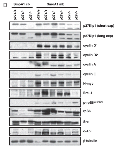 Figure 2D p27Kip1 loss accelerates medulloblastoma incidence in SmoA1 mice. (D) Western blot analysis of cell cycle indicators in NeuroD2-SmoA1 medulloblastomas arising in wild-type, p27+/− and p27−/− mice.
