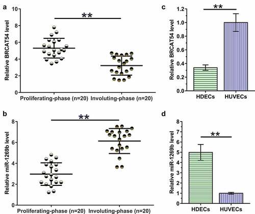 Figure 1. Analysis of BRCAT54 and miR-1269b expression in hemangioma samples, HDECs and HUVECs.